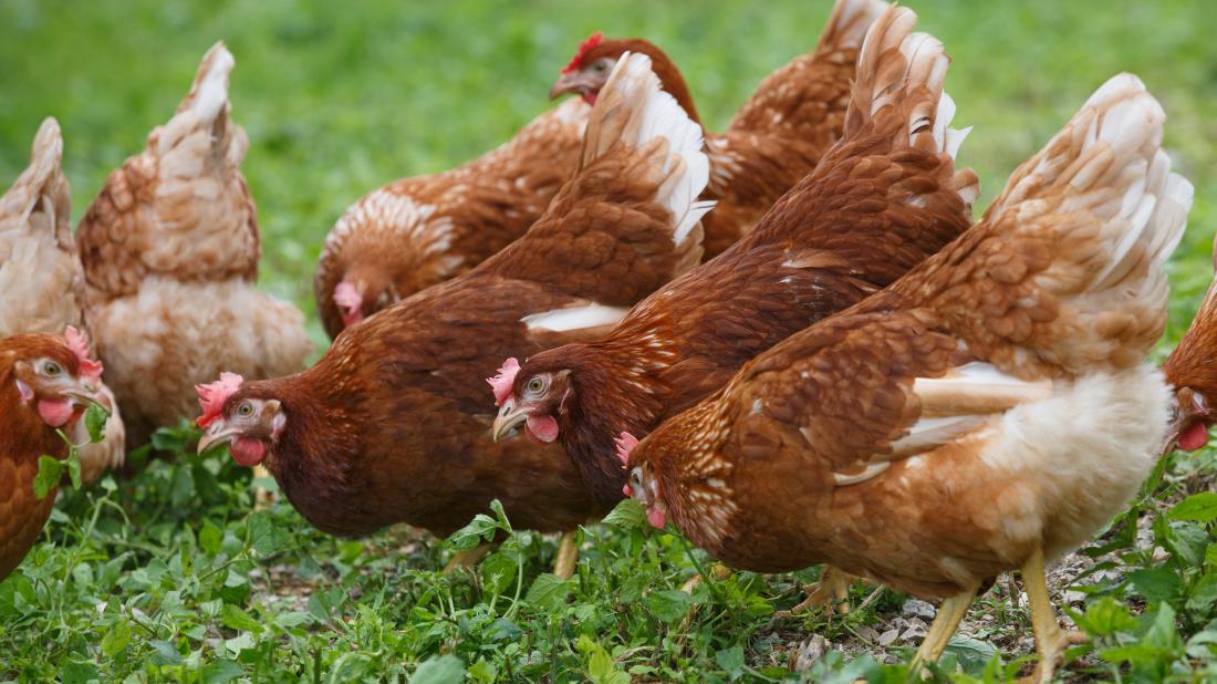 Free-range eggs: What to know