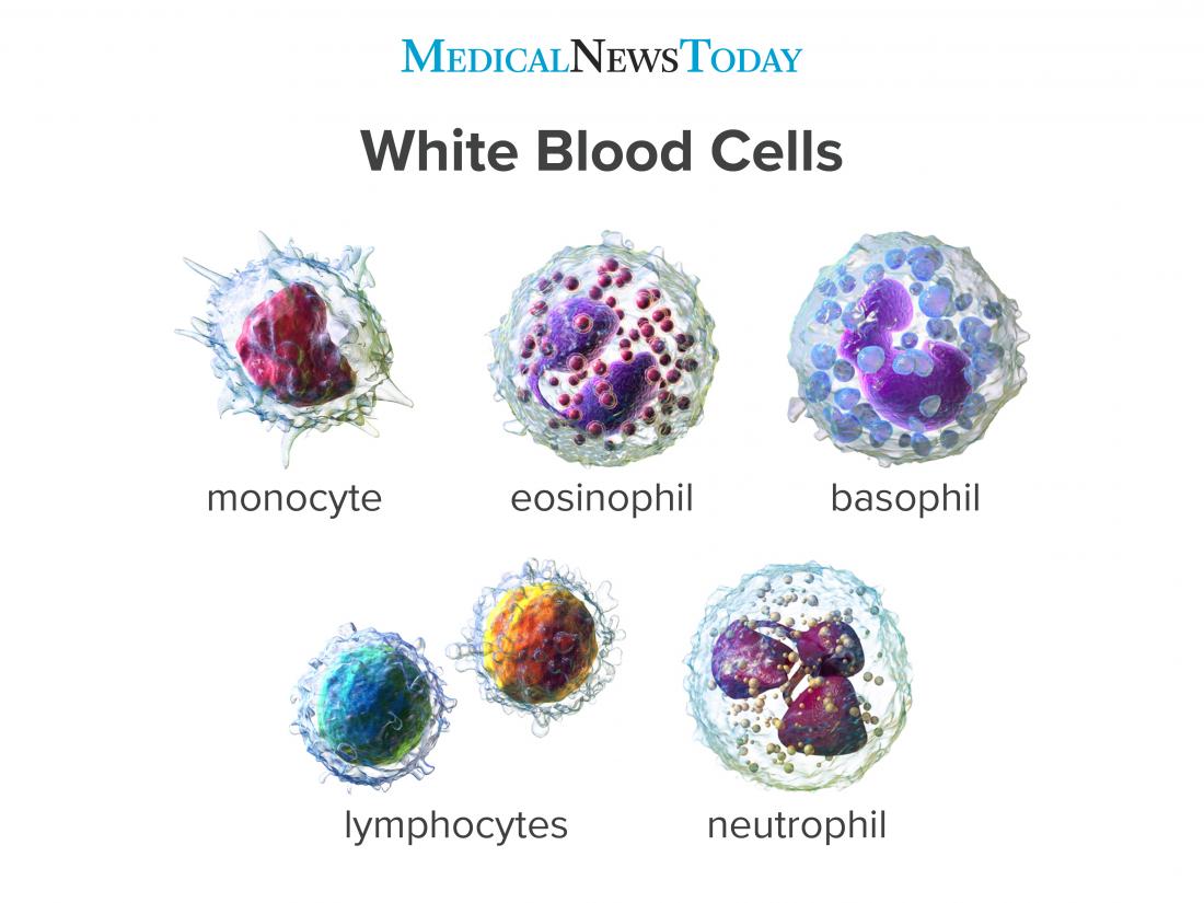 red blood cells and white blood cells difference