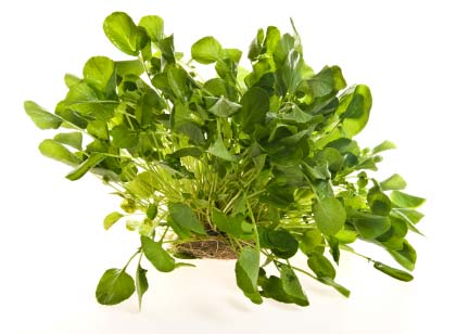 Watercress Anti Cancer Superfood