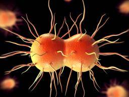 gonorrhea giant microbe