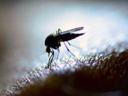 What's to know about yellow fever?