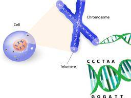 Scientists find way to increase length of human telomeres