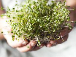 Chemical In Broccoli Sprouts May Treat >> Broccoli Sprout Extract May Help To Treat Type 2 Diabetes Chemical In Broccoli Sprouts May Treat >> Broccoli Sprout Extract May Help To Treat Type 2 Diabetes