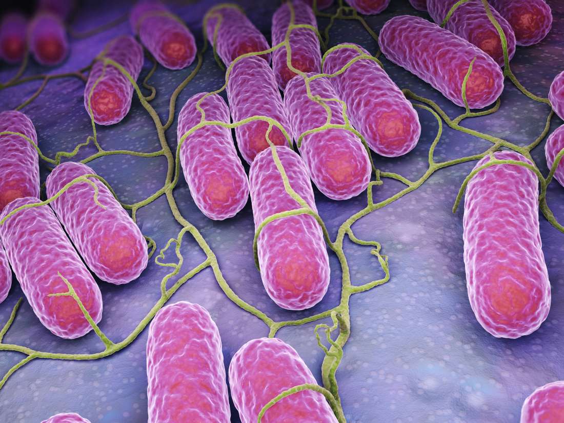 Salmonella Types