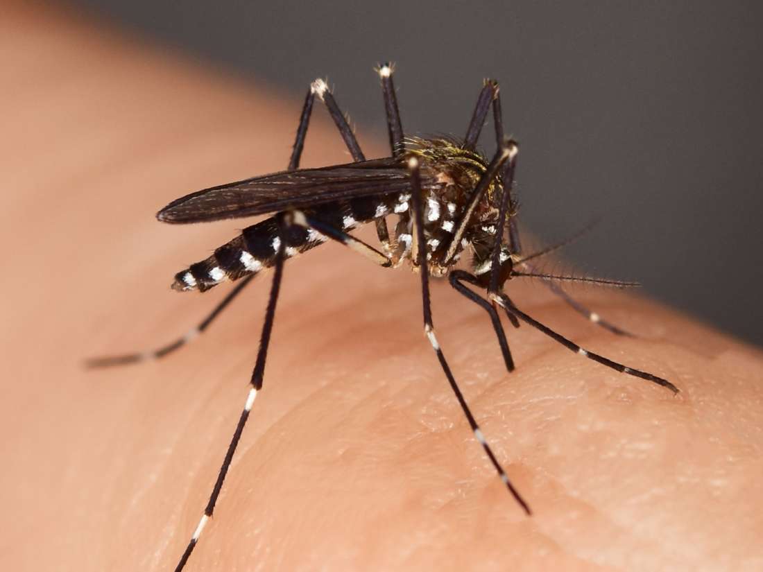Malaria: Symptoms, treatment, and prevention