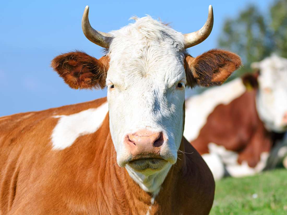 CJD / vCJD / Mad Cow Disease News from Medical News Today