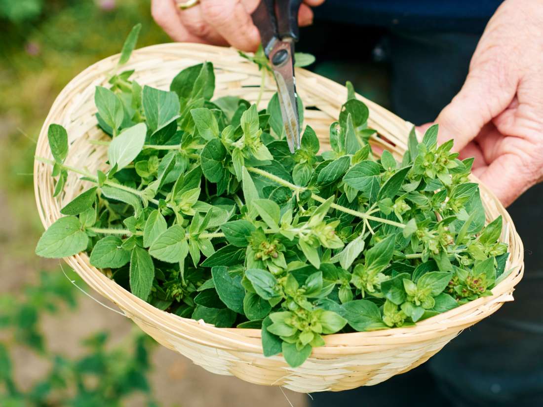 Oregano Health benefits, uses, and side effects