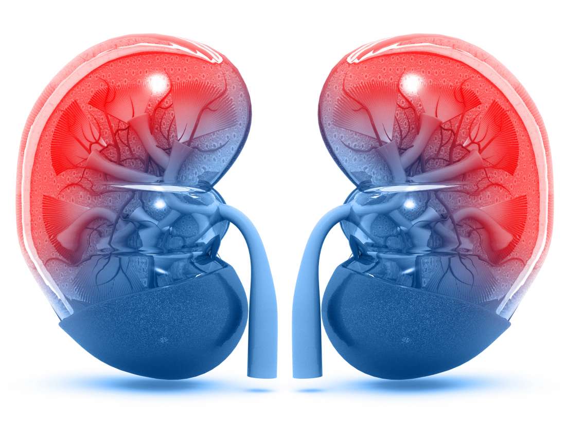 kidneys-anatomy-location-and-function