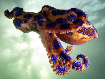 Five unusual toxic animals and their chemical weapons