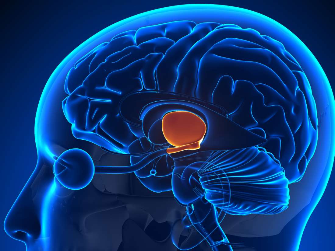 Hypothalamus: Function, hormones, and disorders