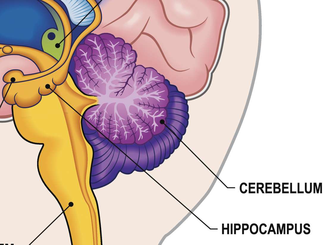 Hippocampus Function Size And Problems