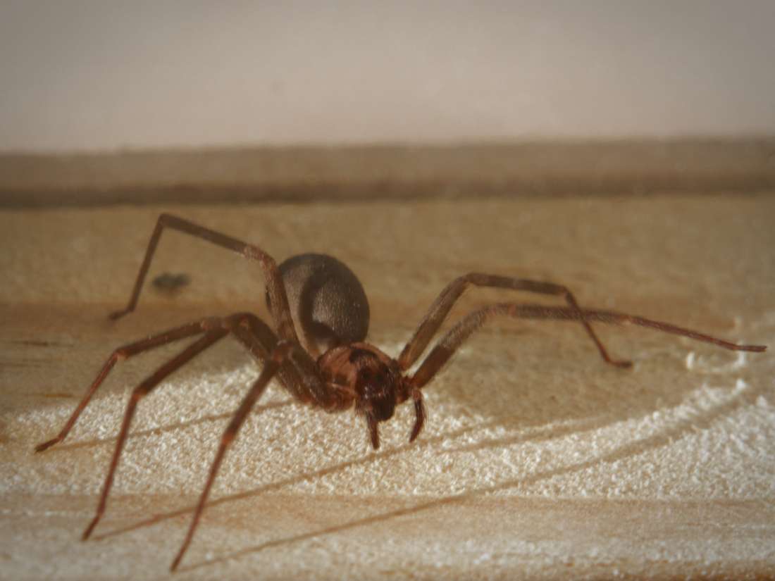 Brown Recluse Spider Bite Appearance Symptoms And Home Treatments