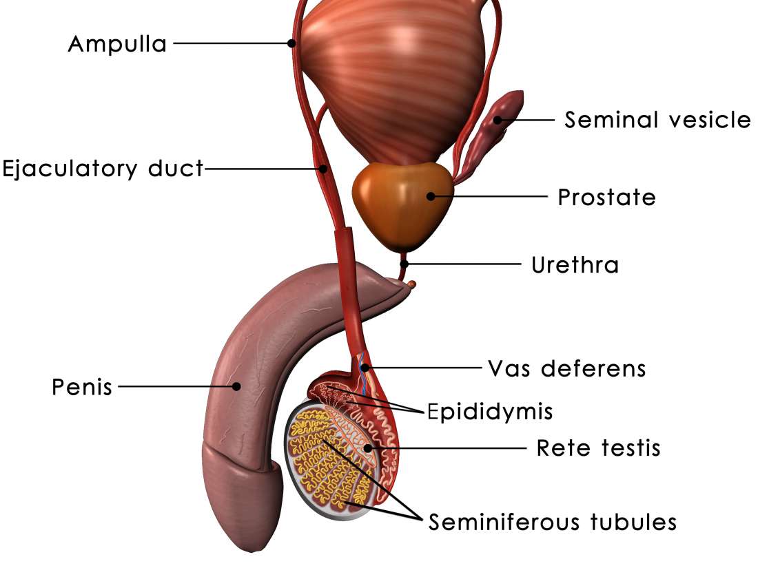 Enlarged Prostate And Sex Side Effects And How To Cope