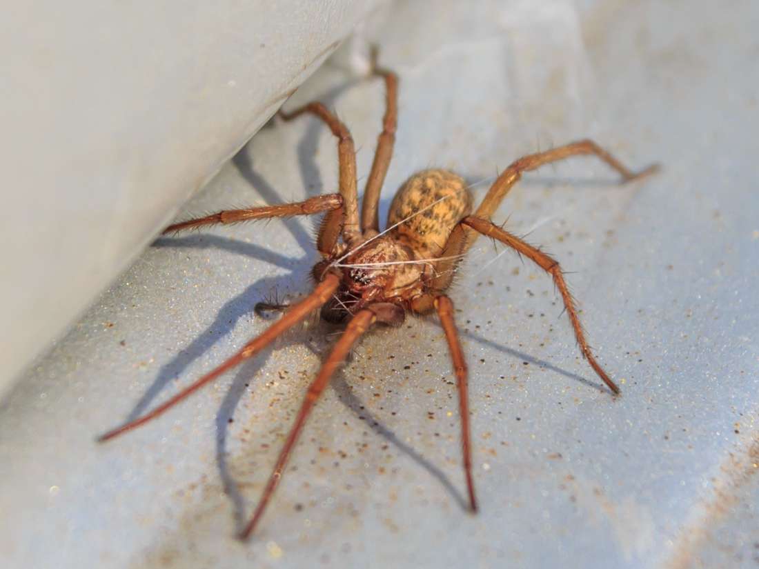Hobo Spider Bite Symptoms Treatment And Stages