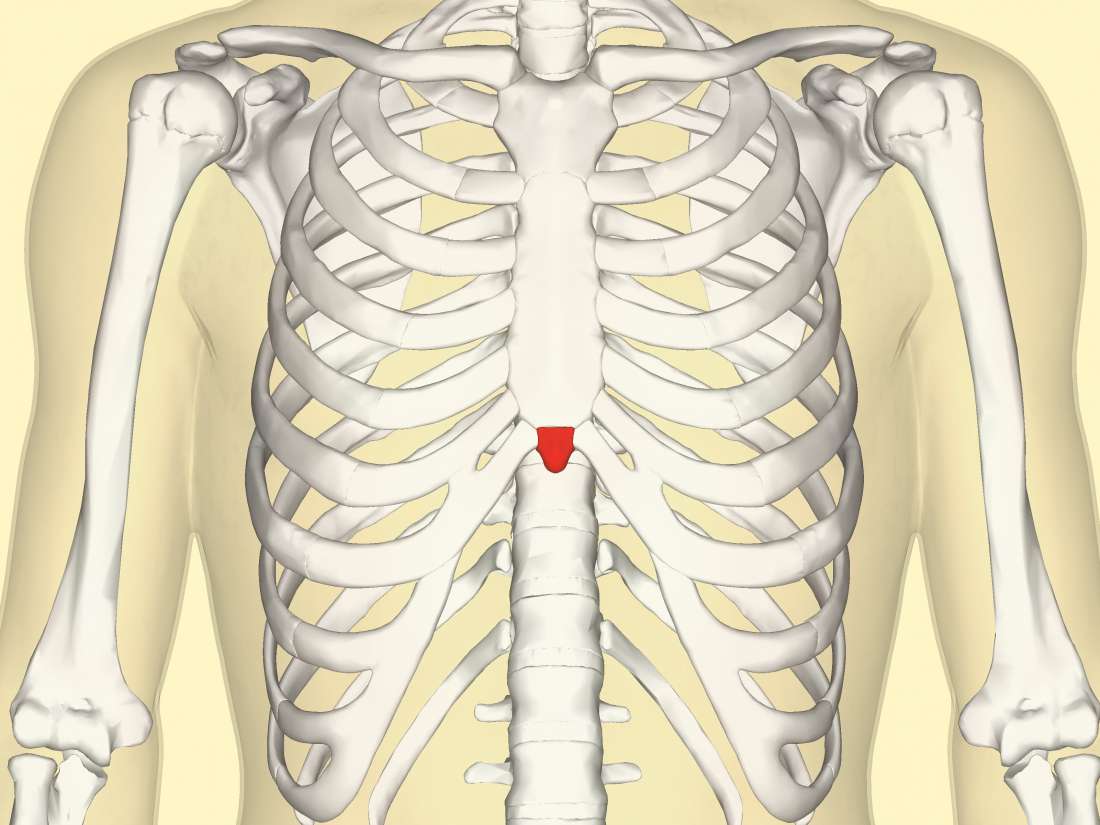 Structure Of Sternum Bone