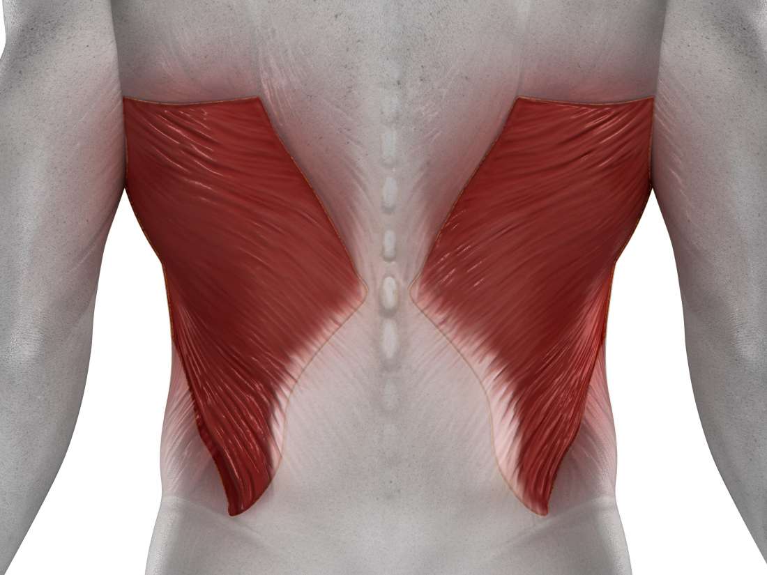 Latissimus dorsi pain: Symptoms, causes, and exercises for ...