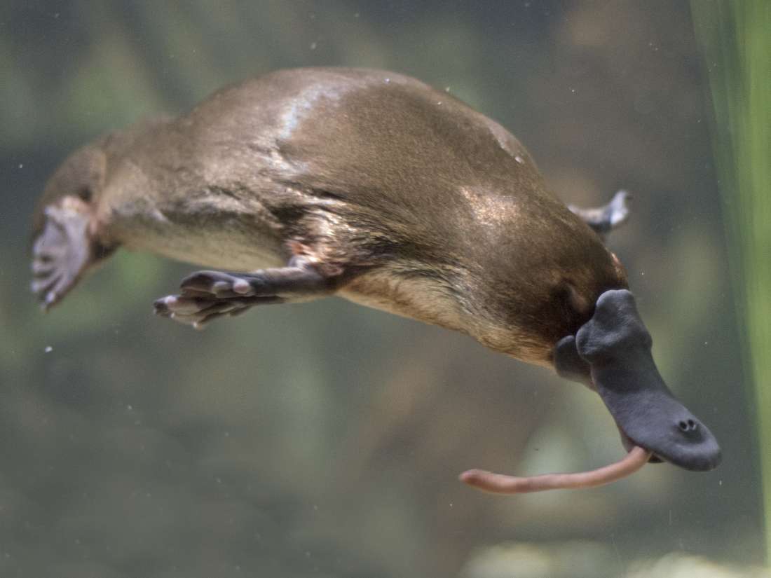are platypus poisonous