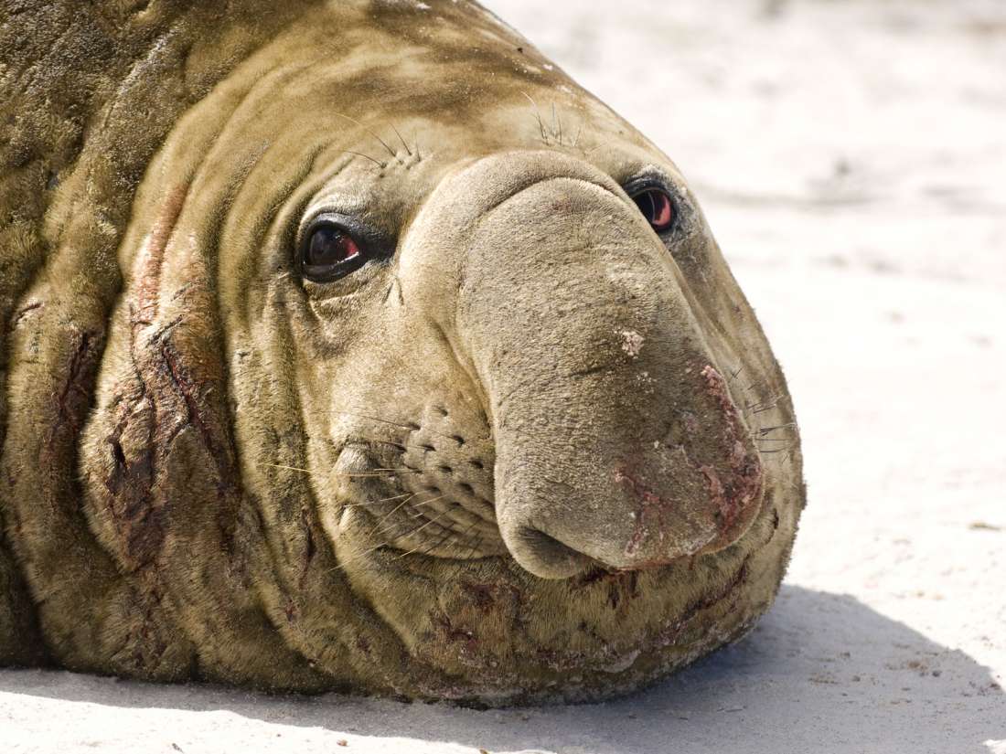 Inflammation What can deepdiving seals teach us?