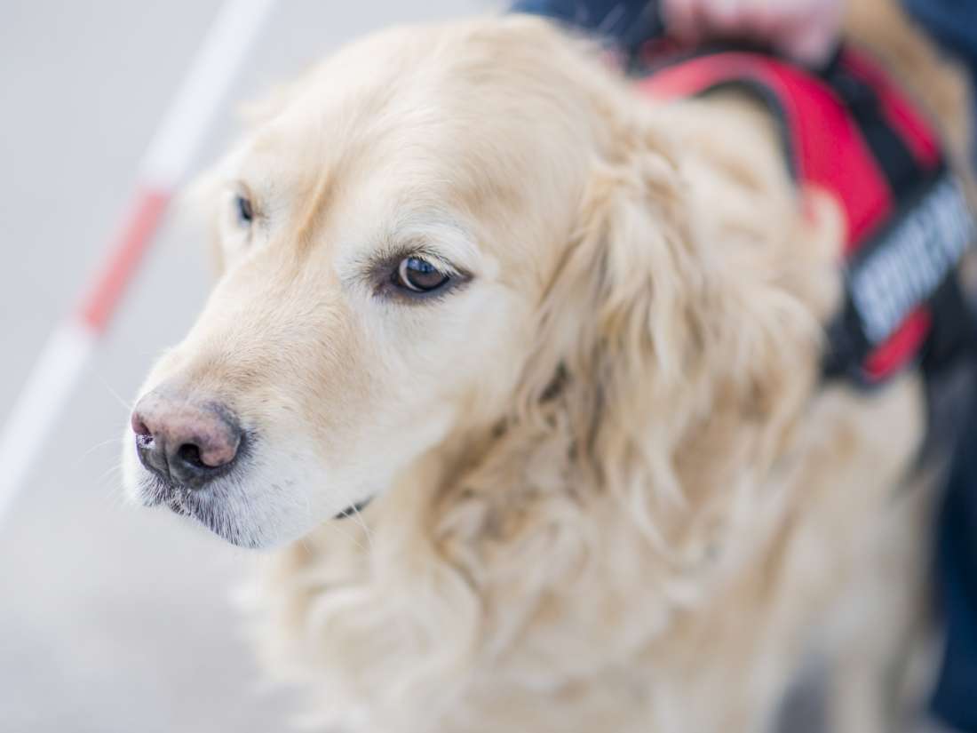 service-dogs-for-anxiety-everything-you-need-to-know