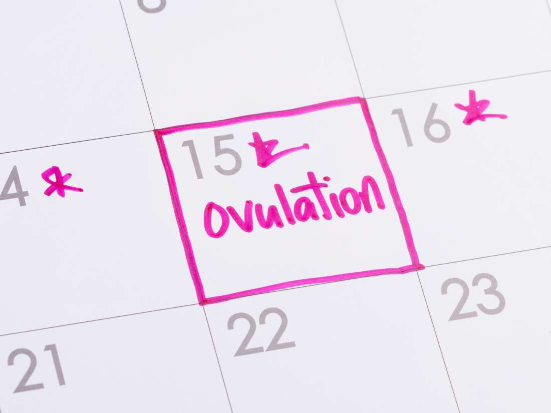 28 Day Cycle Ovulation Chart