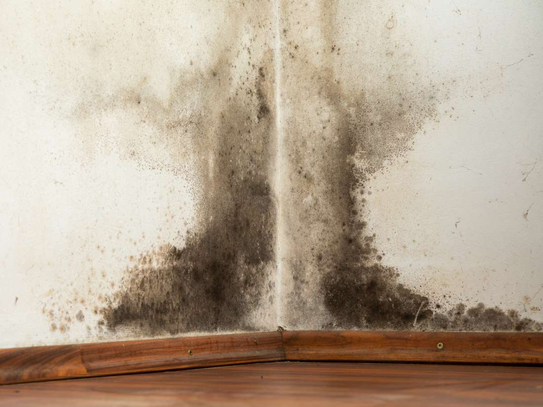 Guide To Mold In Your Home 2020 | Incredible Restorations