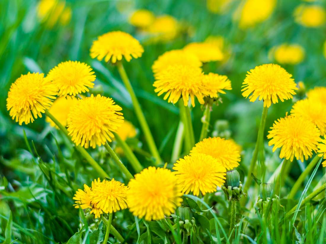 Dandelion: Health benefits, research, and side effects