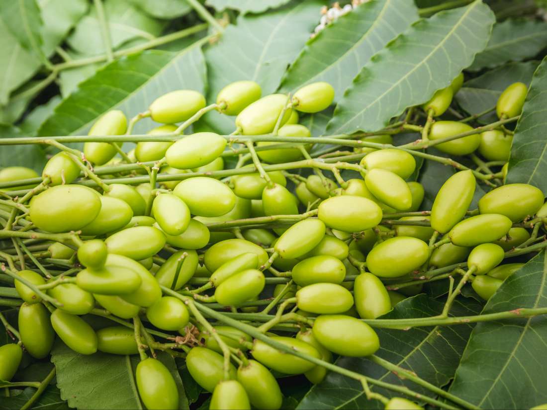 Neem Benefits, risks, and how to use