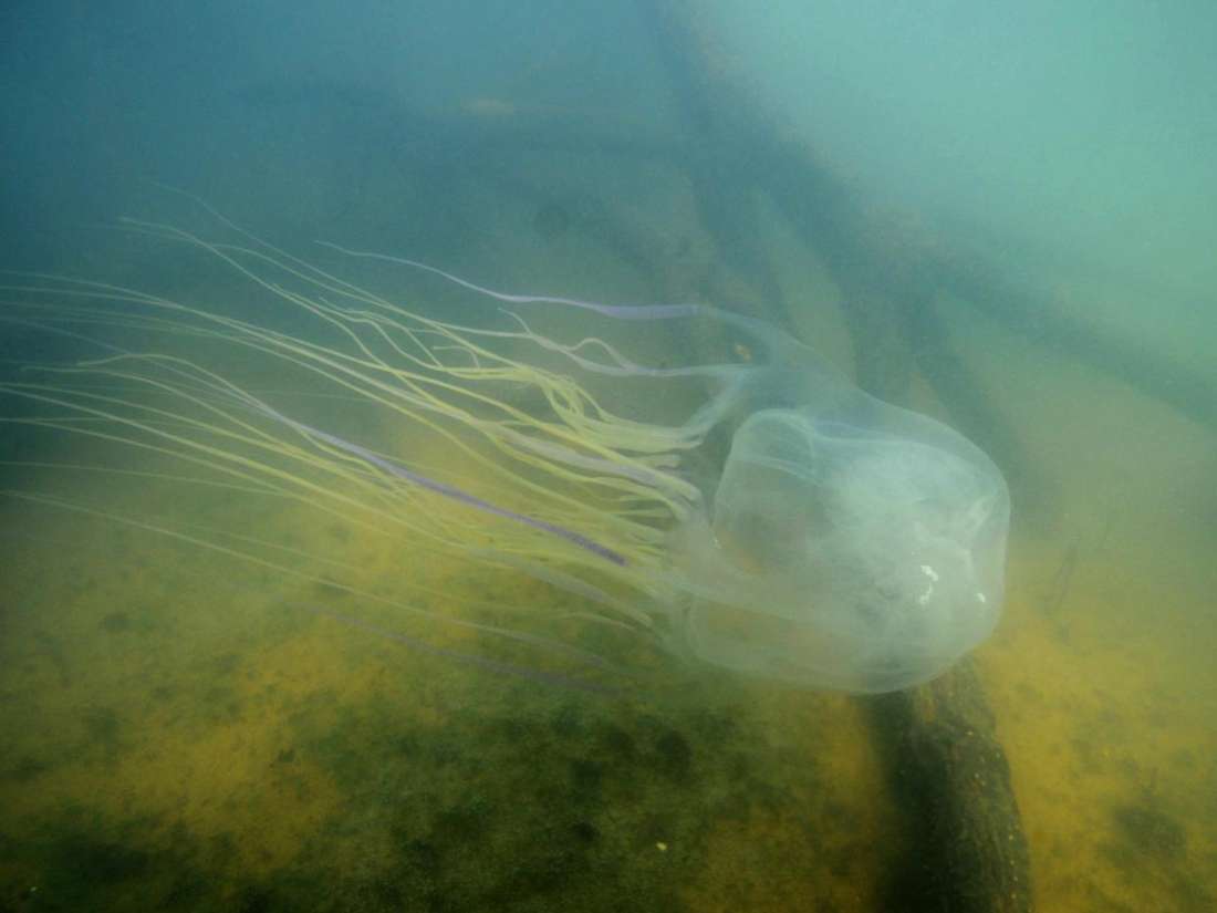 Designing an antidote for world's most venomous jellyfish