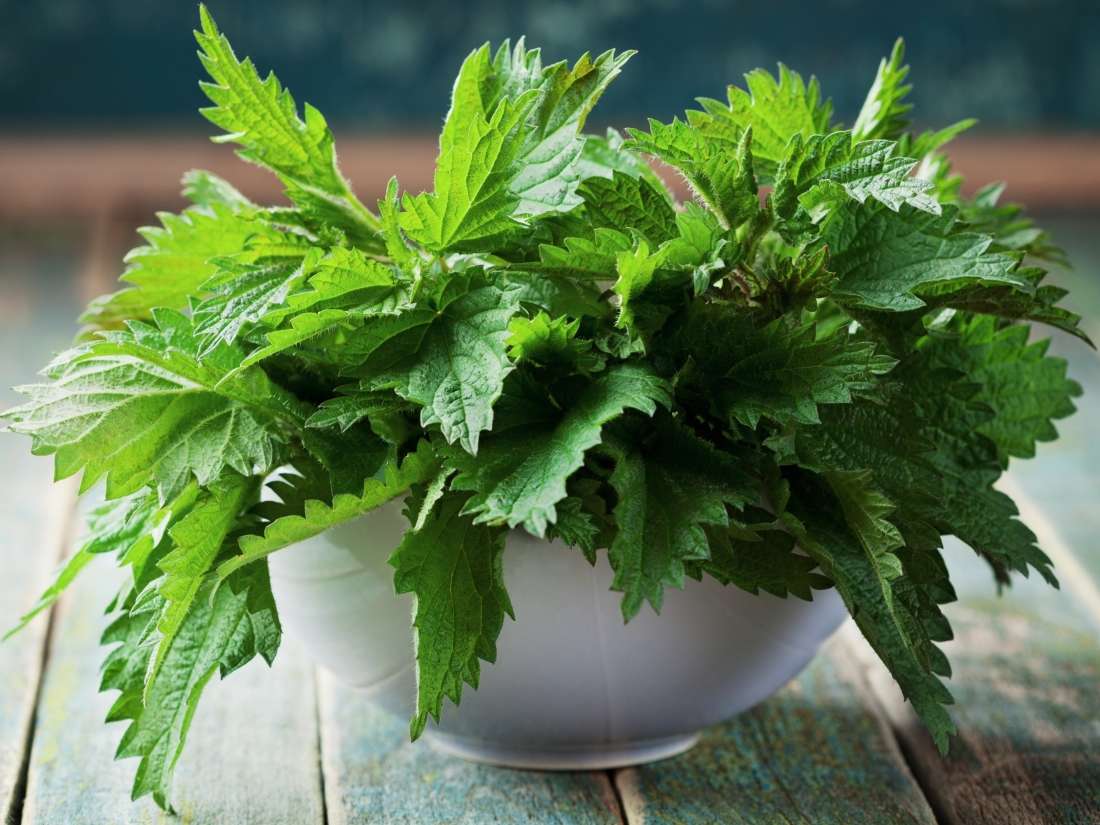 Stinging nettle: Benefits, side effects, and how to use it