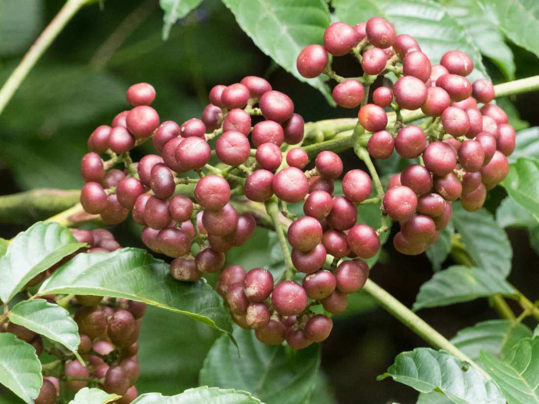 These 5 Tropical Plants May Provide Anticancer Benefits