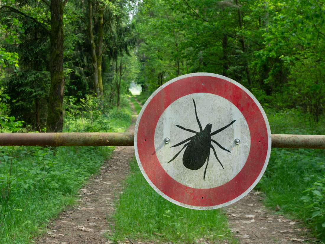 Lyme disease: Why does joint pain persist?