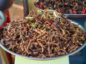 Are crickets and other creepy crawlies the new superfood?