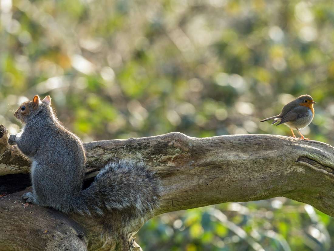 How birds let squirrels know when it's safe to relax - Medical News Today thumbnail