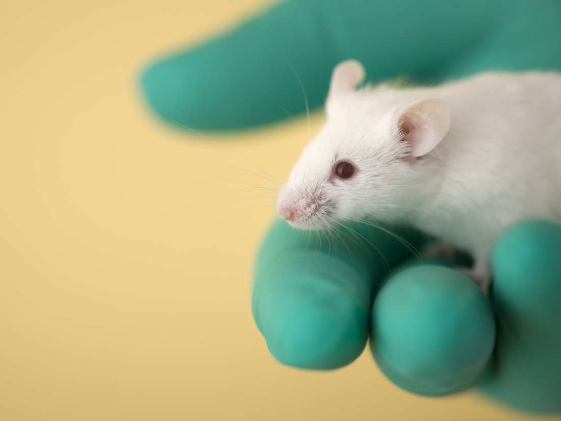 Mouse study sheds new light on fat formation