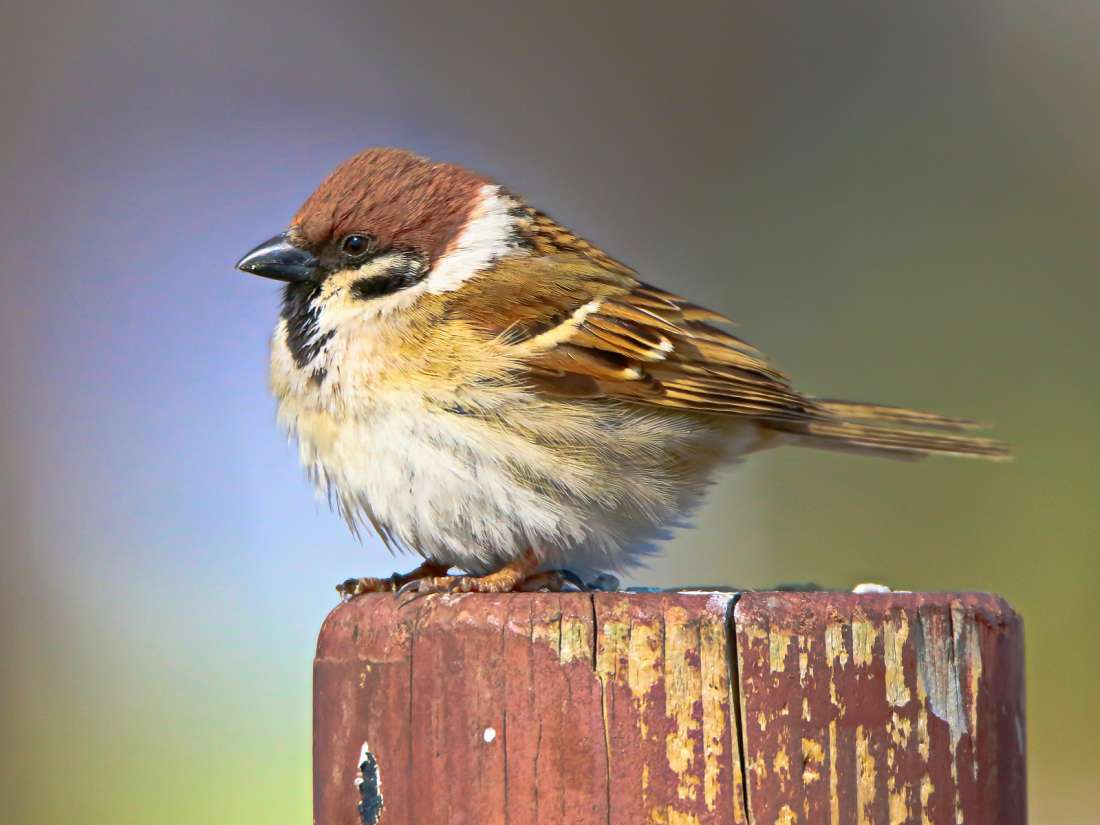 North American birds declined by 29% since 1970