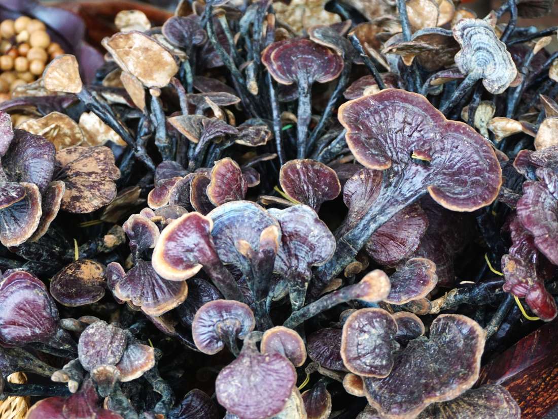 Everything you need to know about reishi mushrooms