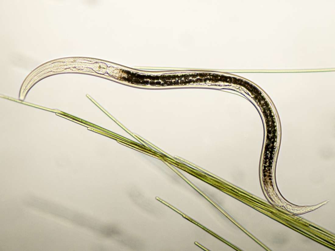 New three-sexed roundworm species has 'extreme arsenic resistance'
