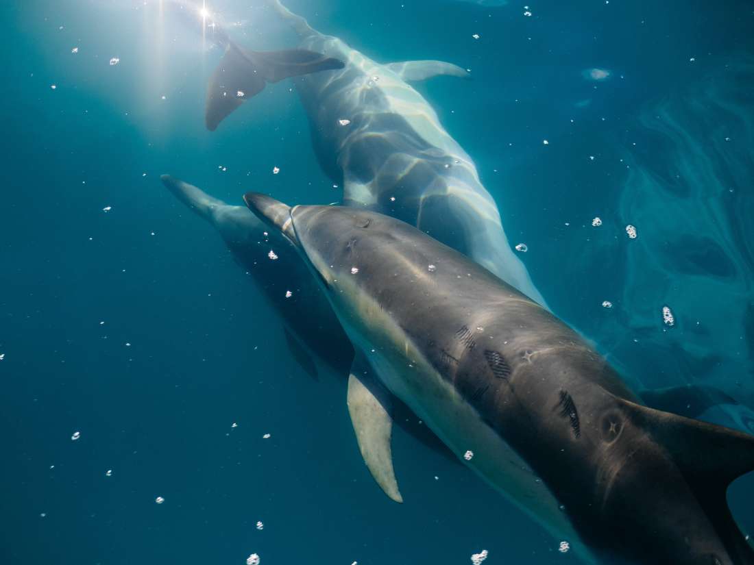 How whales and dolphins evolved for life at sea - Medical News Today