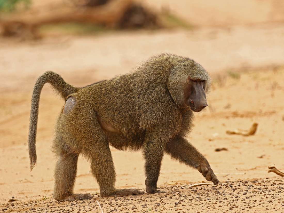 Why baboons may provide clues about human gut microbiome