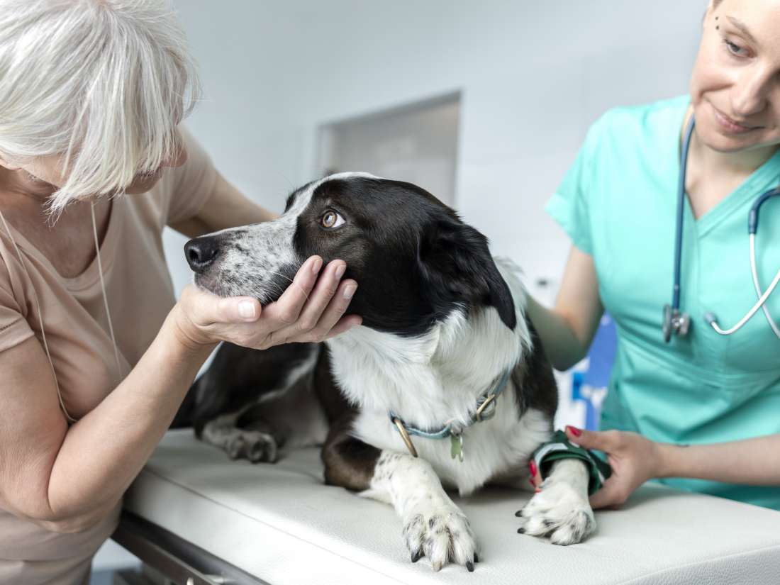 Why do dogs develop infections after surgery?