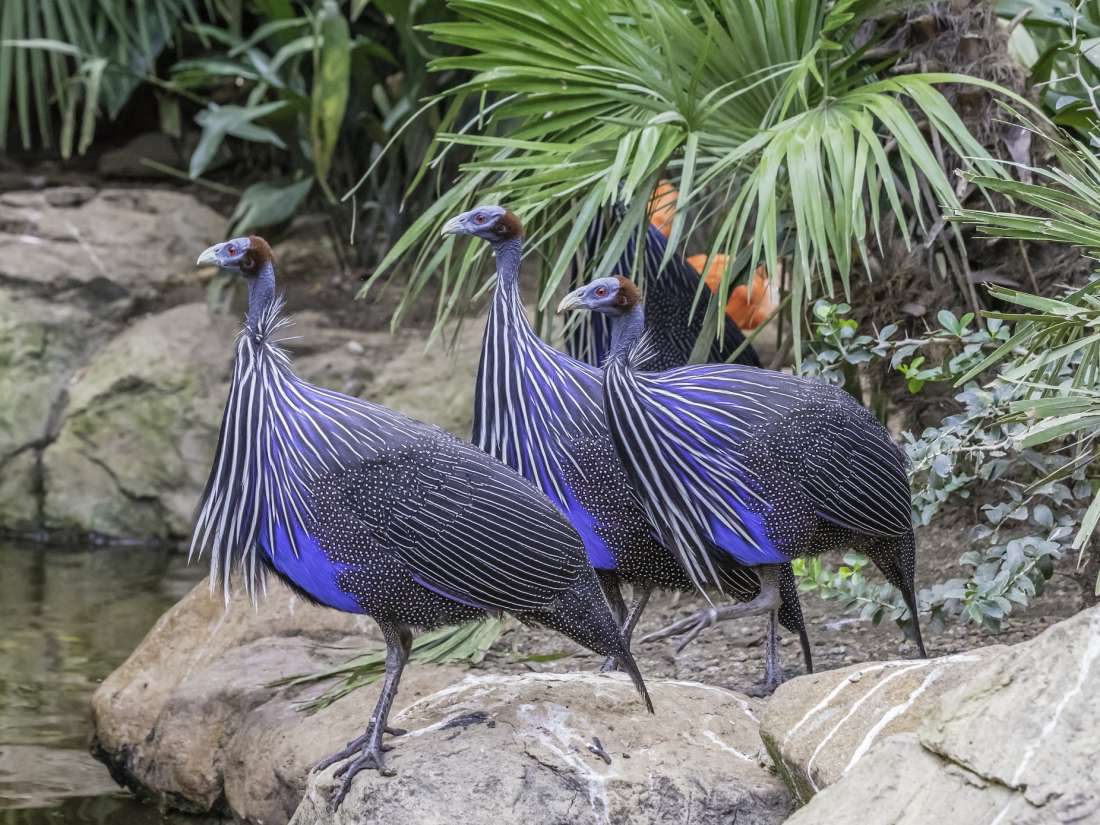 Vulturine guineafowl's complex societies overturn scientific assumptions