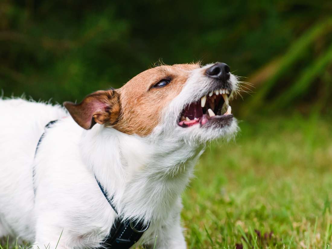 Dog bite infection: Symptoms, treatment, and complications