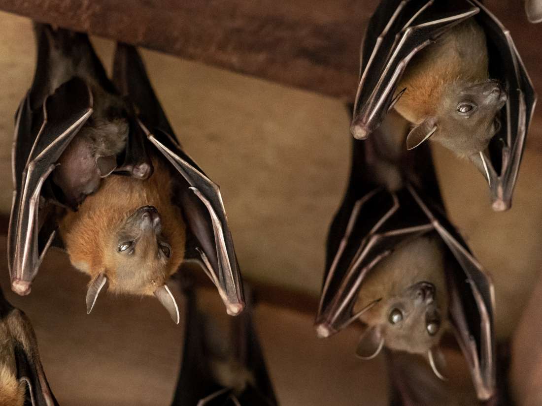 Gut bacteria: How bats 'shift the paradigm'