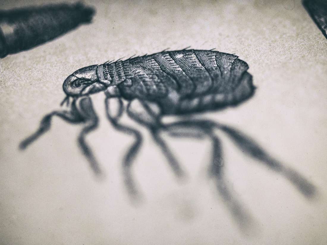 Medical News Today: Bubonic plague: Third case reported in China