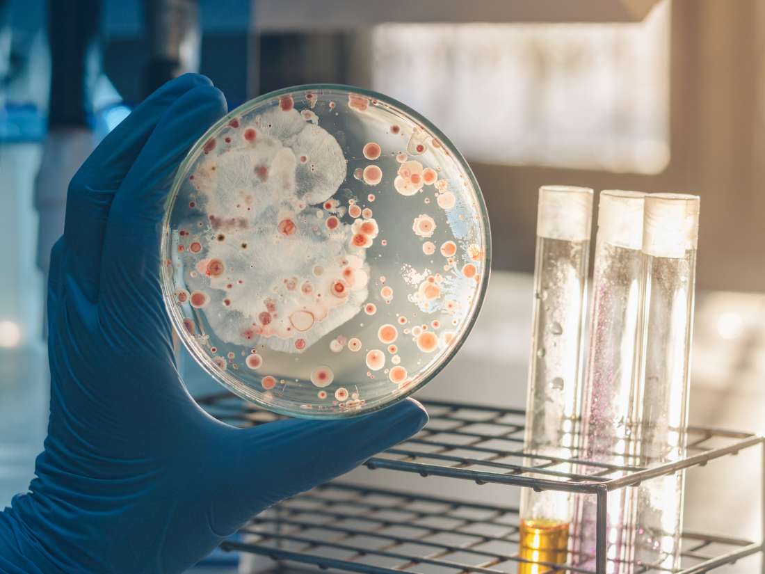 How bacteria 'act as one' to escape antibiotics