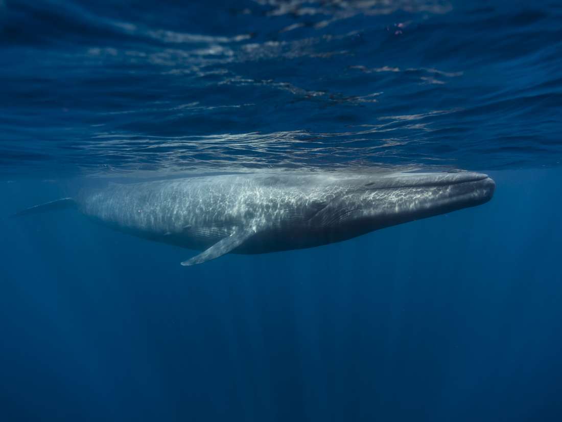  How fast does a blue whale's heart beat?