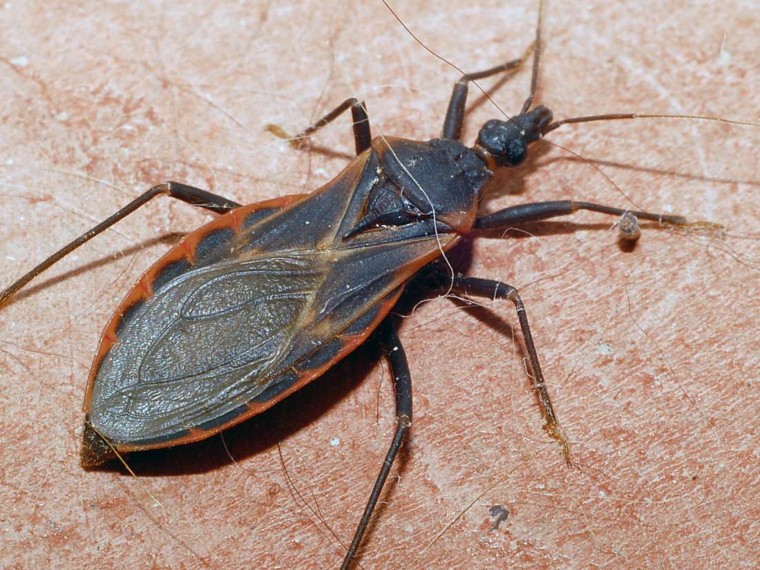 Kissing bug bites: Symptoms, risks, and treatments - Medical Advise