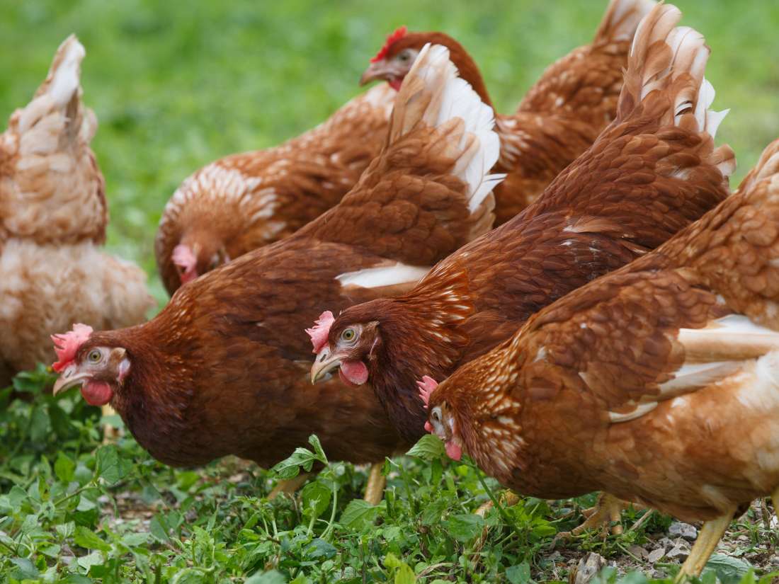 free-range-eggs-what-to-know